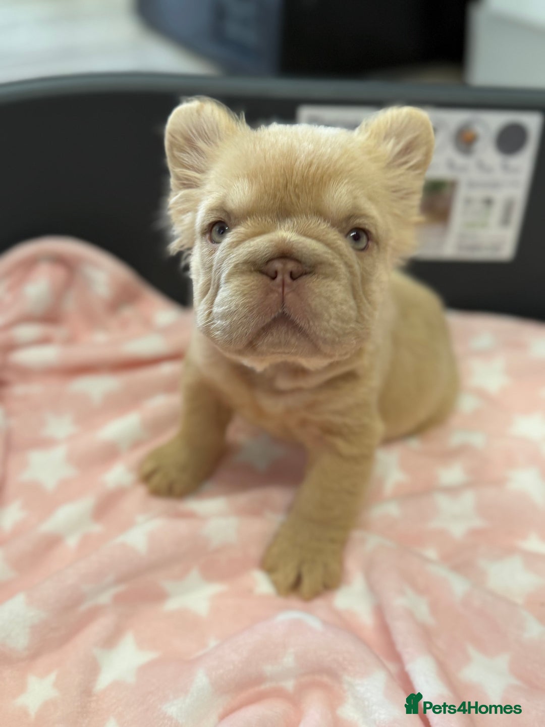 French Bulldog dogs for sale: Visual fluffy French bulldog puppies! - Image 2