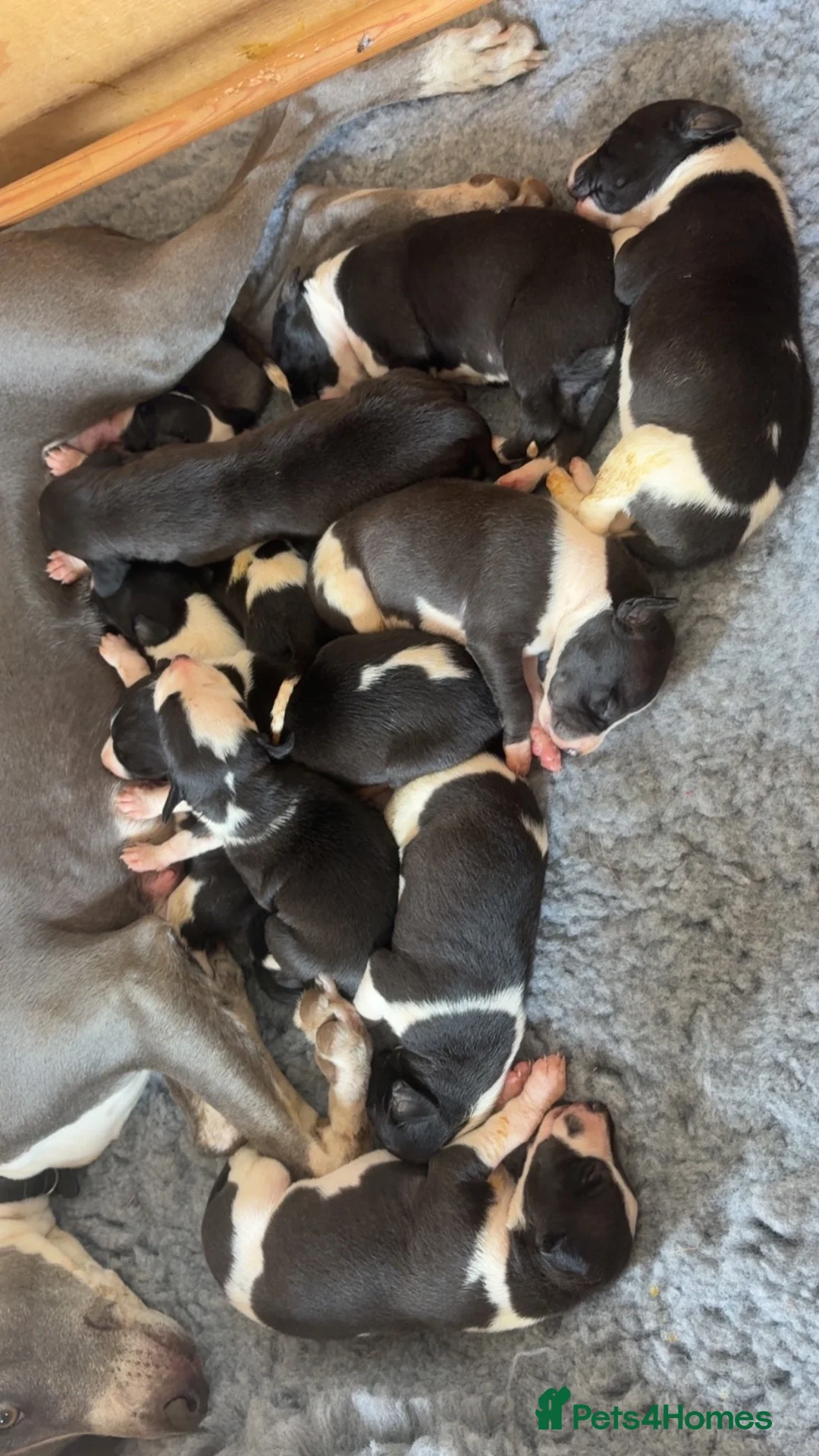 Whippet dogs for sale: Whippet pups  in Abergavenny - Advert 2