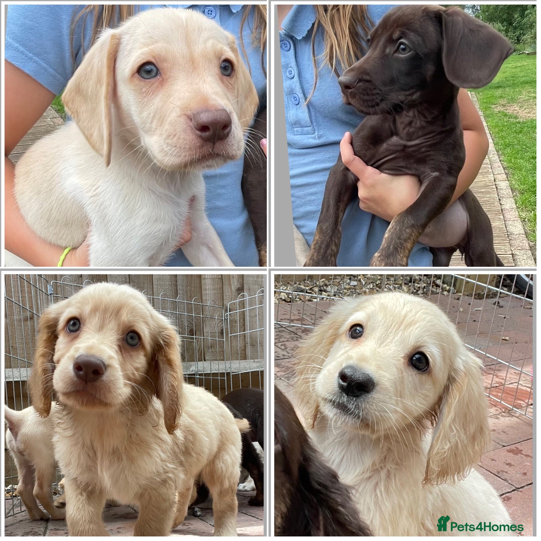 Mixed Breed dogs Beautiful Cocker GoldMaraner puppies  - Advert 1