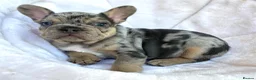 French Bulldog dogs for sale: TOP QUALITY FRENCH BULLDOG PUPPIES  - Advert 35