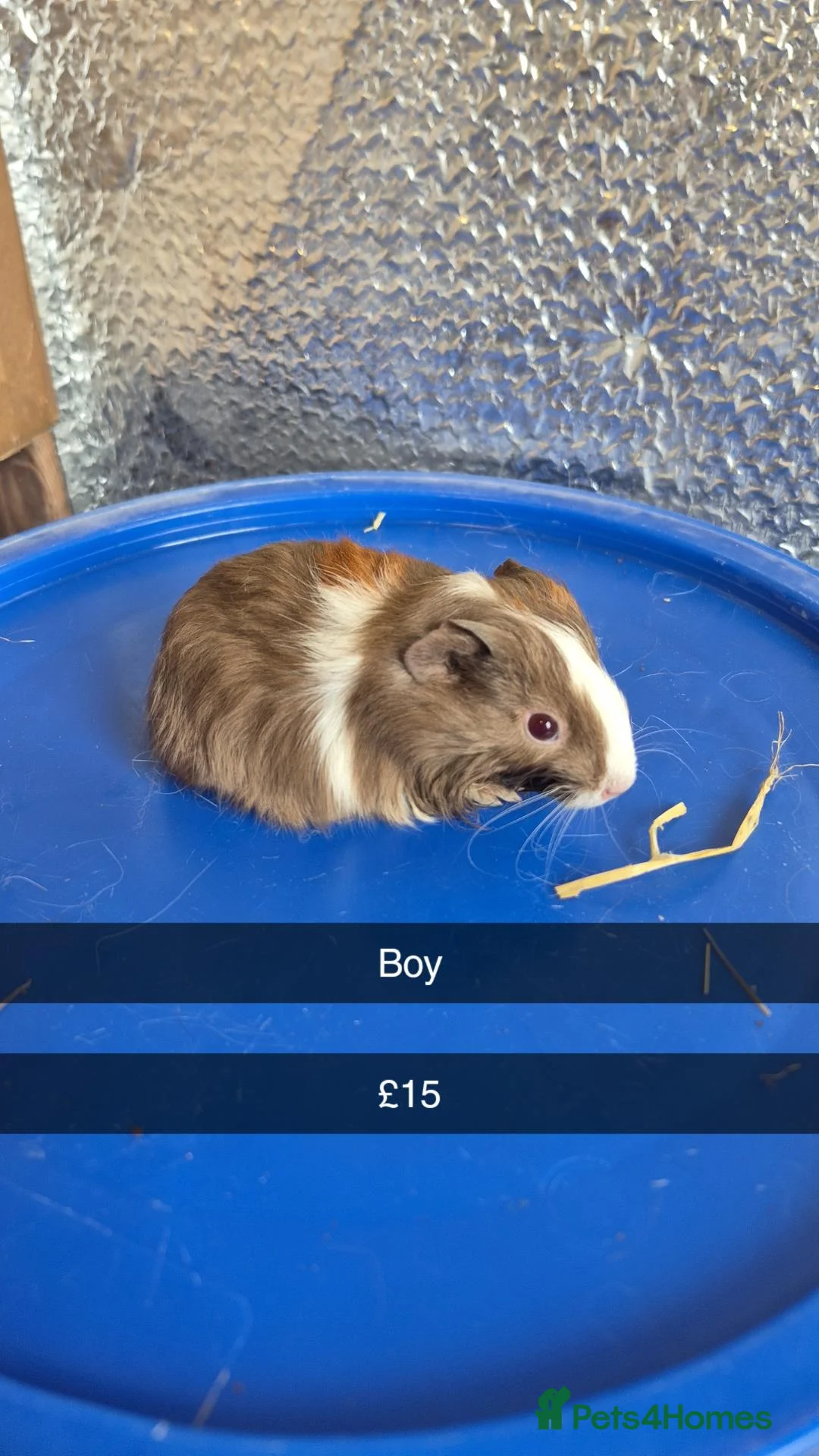 Guinea Pig rodents for sale: Baby Guniea Pigs - Advert 2