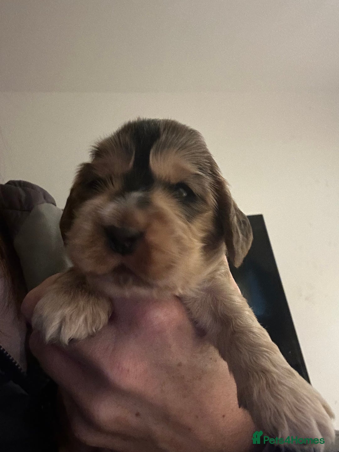 Cocker Spaniel dogs for sale: KC Reg Show Type Cocker Spaniel Puppies  - Advert 6