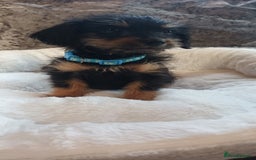 Mixed Breed dogs for sale: Miniature Chiweenies  - Image 4