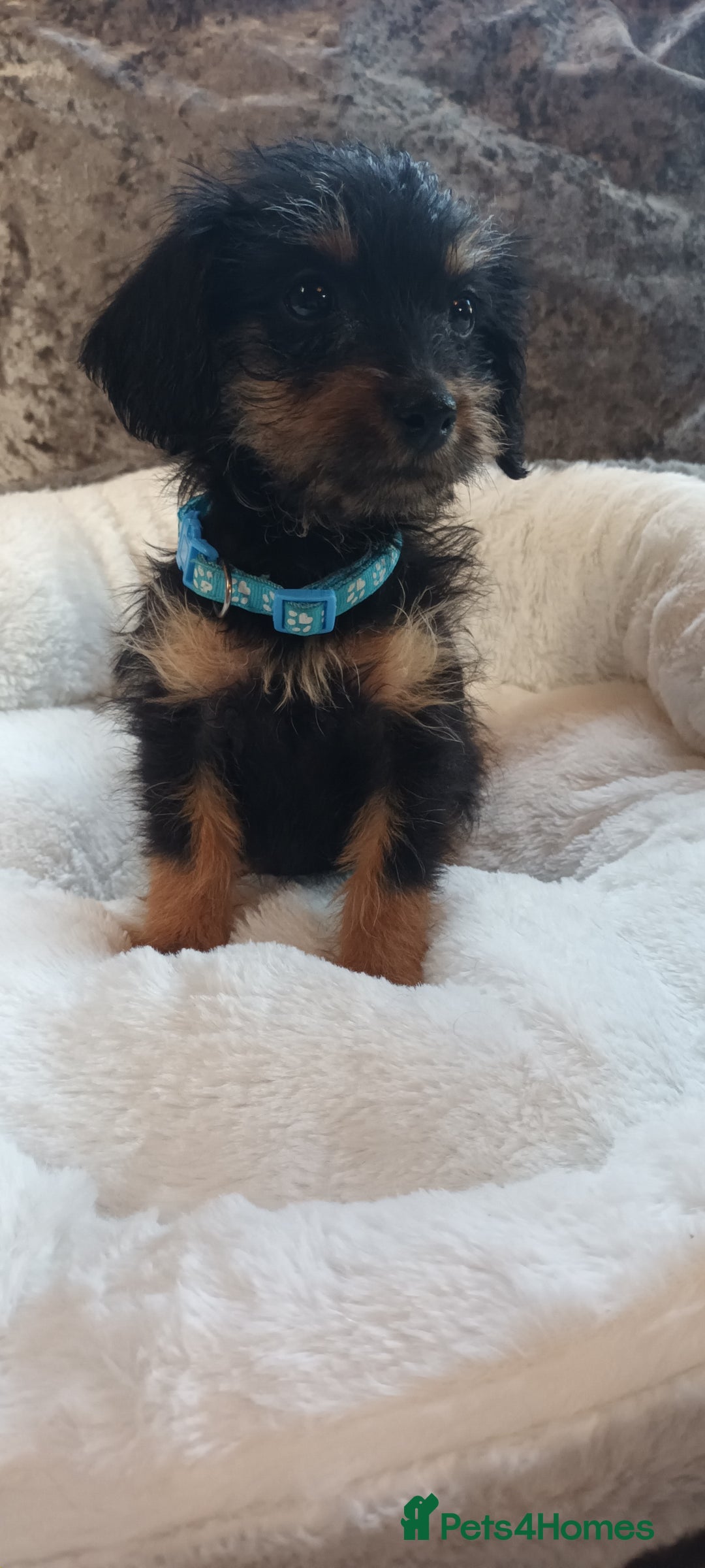 Mixed Breed dogs for sale: Miniature Chiweenies  - Image 4