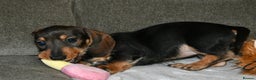 Dachshund dogs for sale: Ready now Wire haired standard x miniture puppy’s  - Advert 12