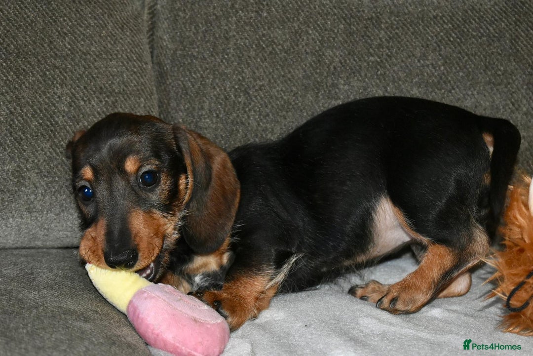 Dachshund dogs for sale: Ready now Wire haired standard x miniture puppy’s  - Advert 12