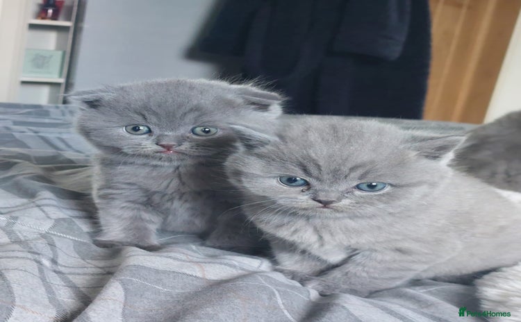British Shorthair cats - Advert 5