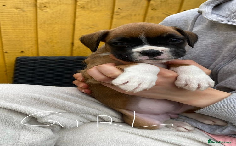 Boxer dogs - Advert 4