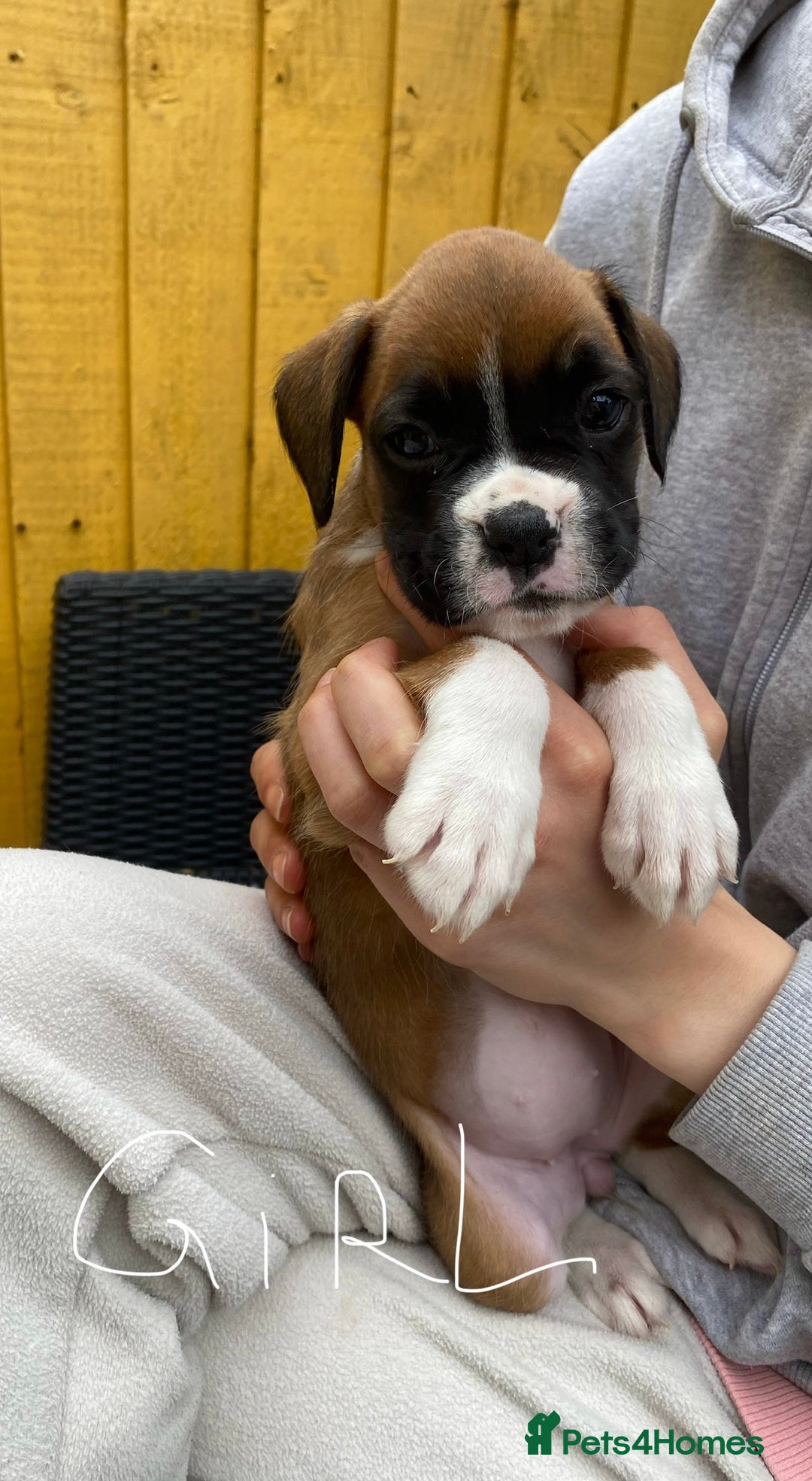Boxer dogs for sale: Beautiful boxer puppies in Gainsborough  - Image 1