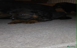 German Shepherd dogs for sale: Adorable German Shepherd Puppies  - Image 4