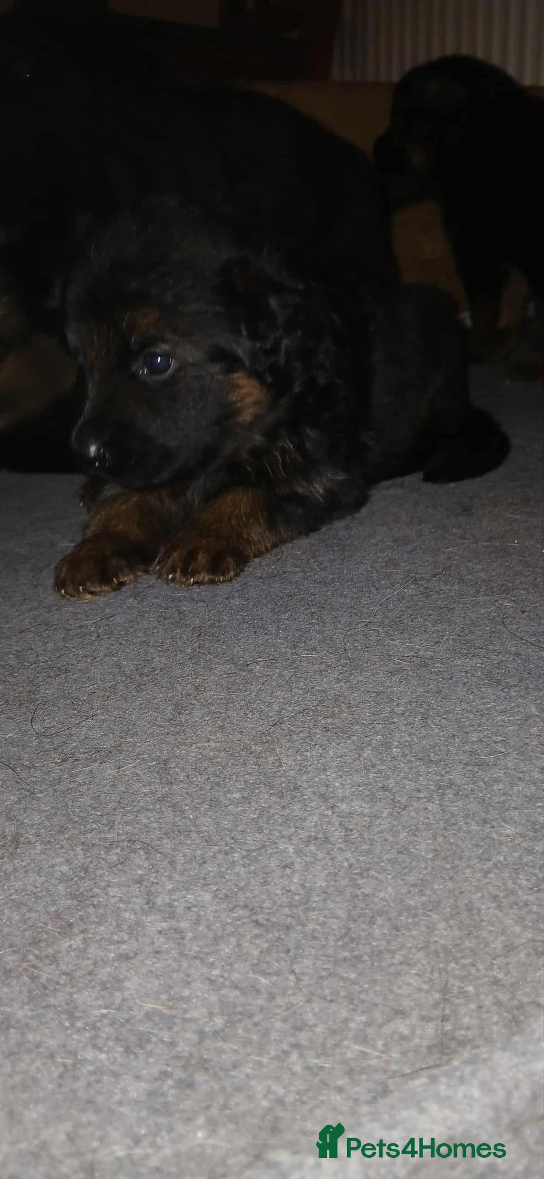 German Shepherd dogs for sale: Adorable German Shepherd Puppies  - Image 4