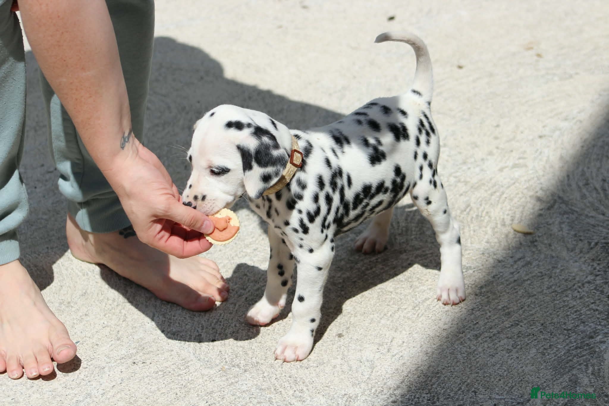 Dalmatian dogs Litter of pure Dalmatian puppies - Advert 3