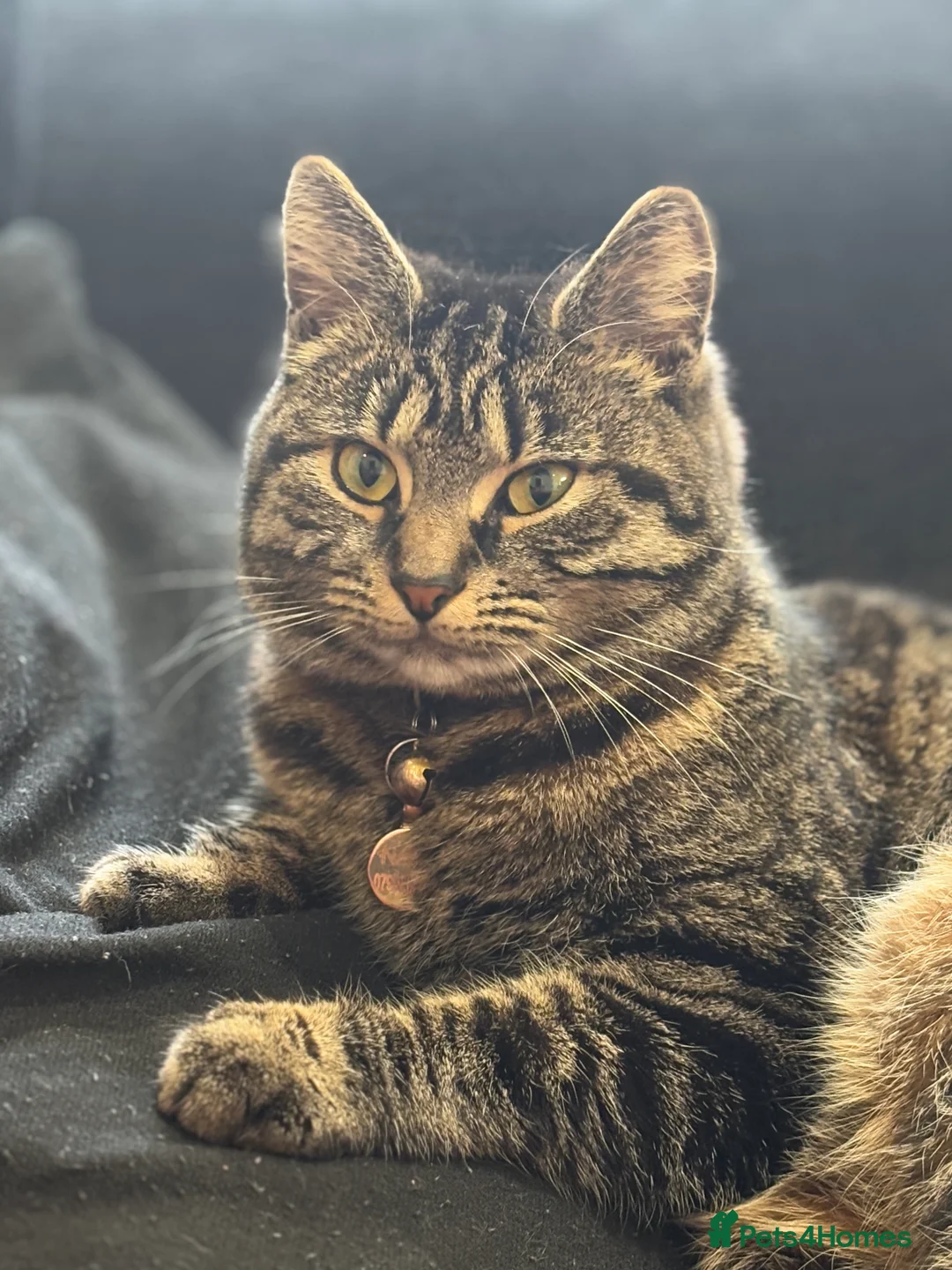 Mixed Breed cats for sale: Cat male and female - Advert 8