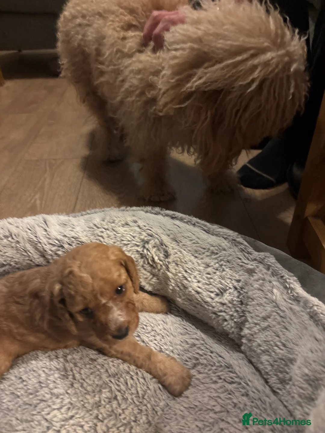 Mixed Breed dogs for sale: gorgeous cockacavapoochon for sale, !!LAST ONE!! - Advert 5