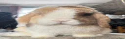 Mini Lop rabbits for sale: Chocolate Harli split buck - Advert 2
