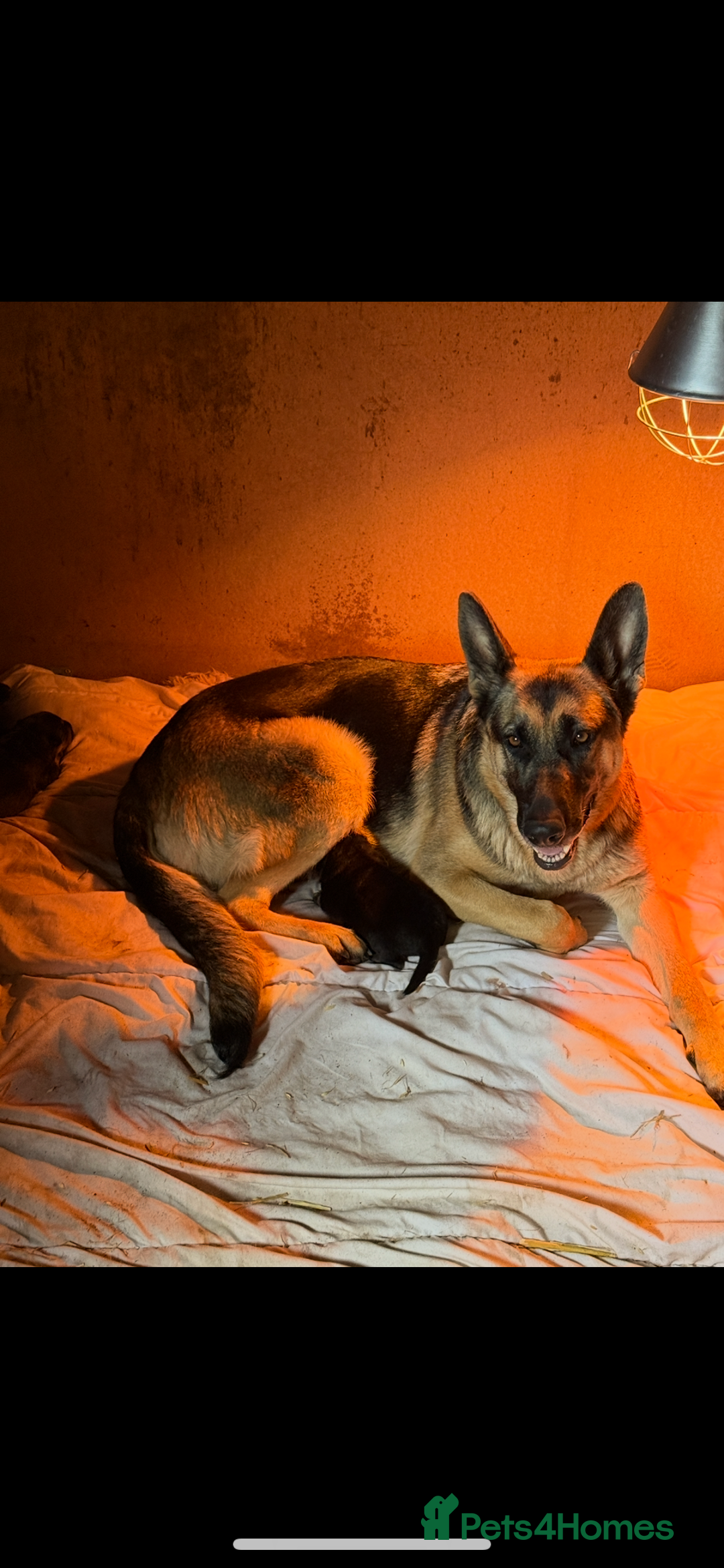 Mixed Breed dogs for sale: 3 fluffy Shollie German Shepard x Boarder Collie - Image 18