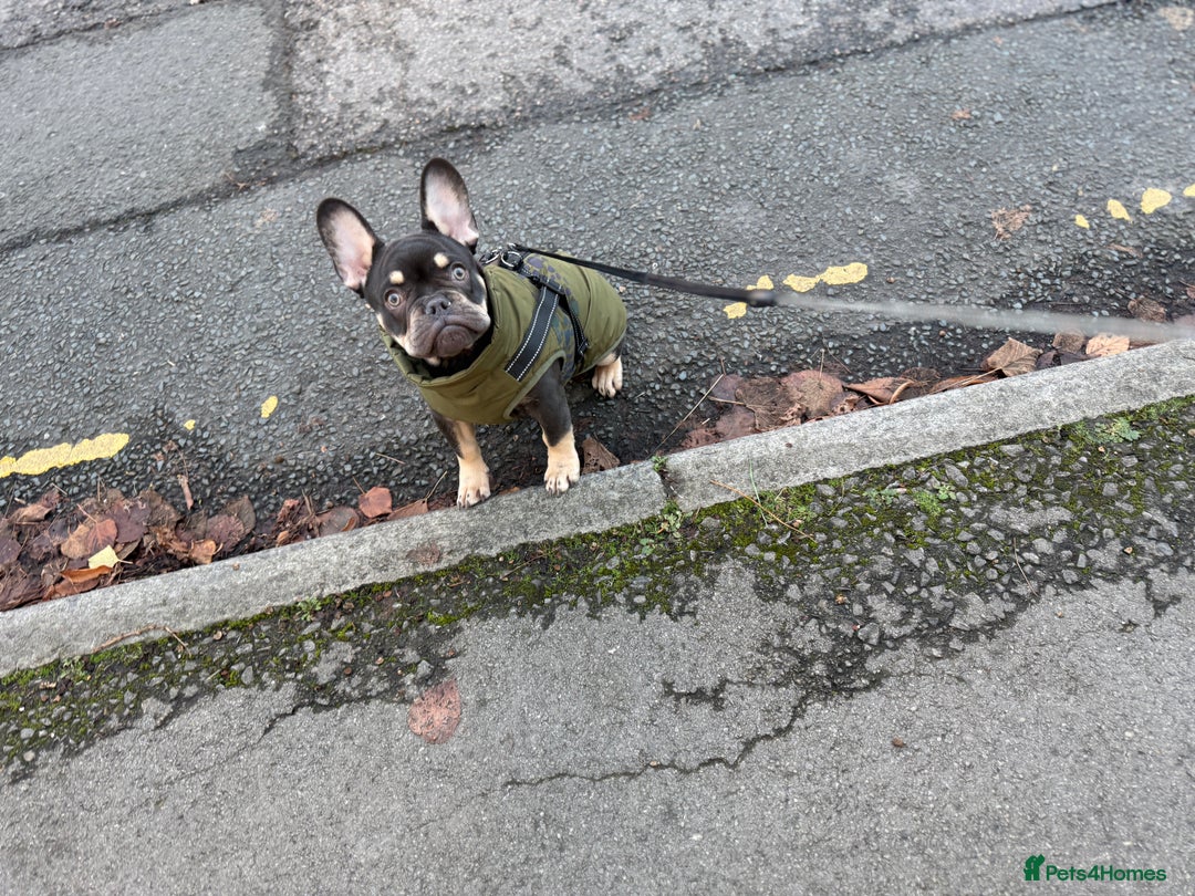 French Bulldog dogs for sale: bulldog franchie - Advert 2