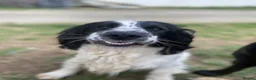 Sprocker dogs for stud: Sprocker for stud in Lauder - Advert 3