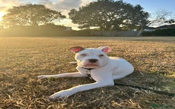 Mixed Breed dogs for sale: Dexter  - Image 9
