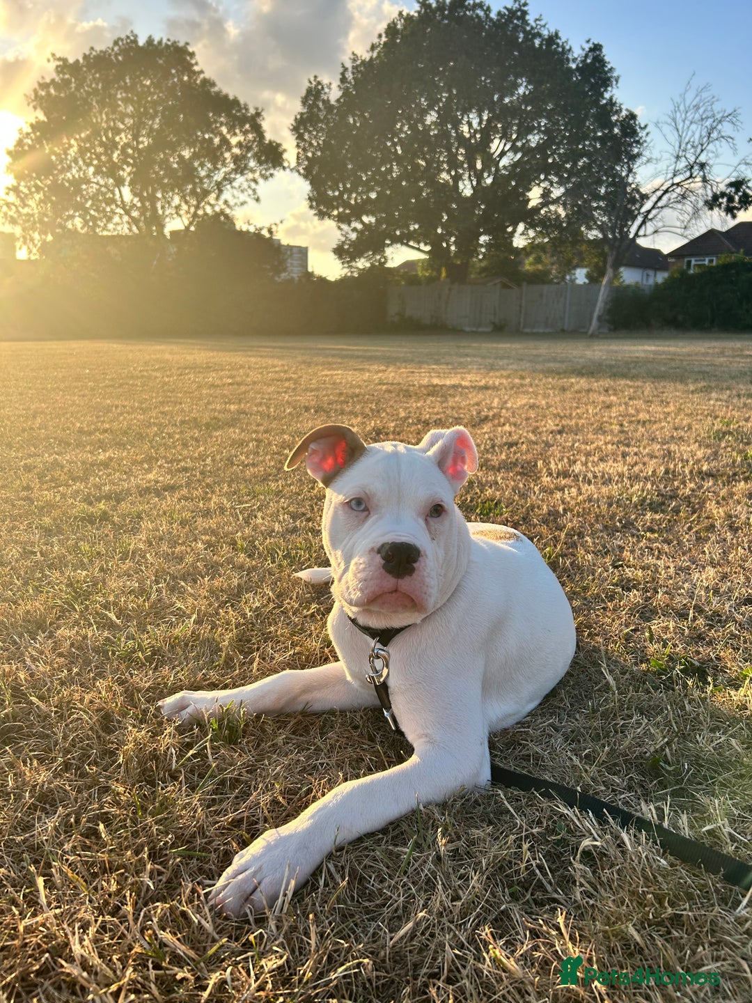 Mixed Breed dogs for sale: Dexter  - Image 9