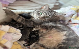 Mixed Breed cats for sale: Kittens.  - Image 3