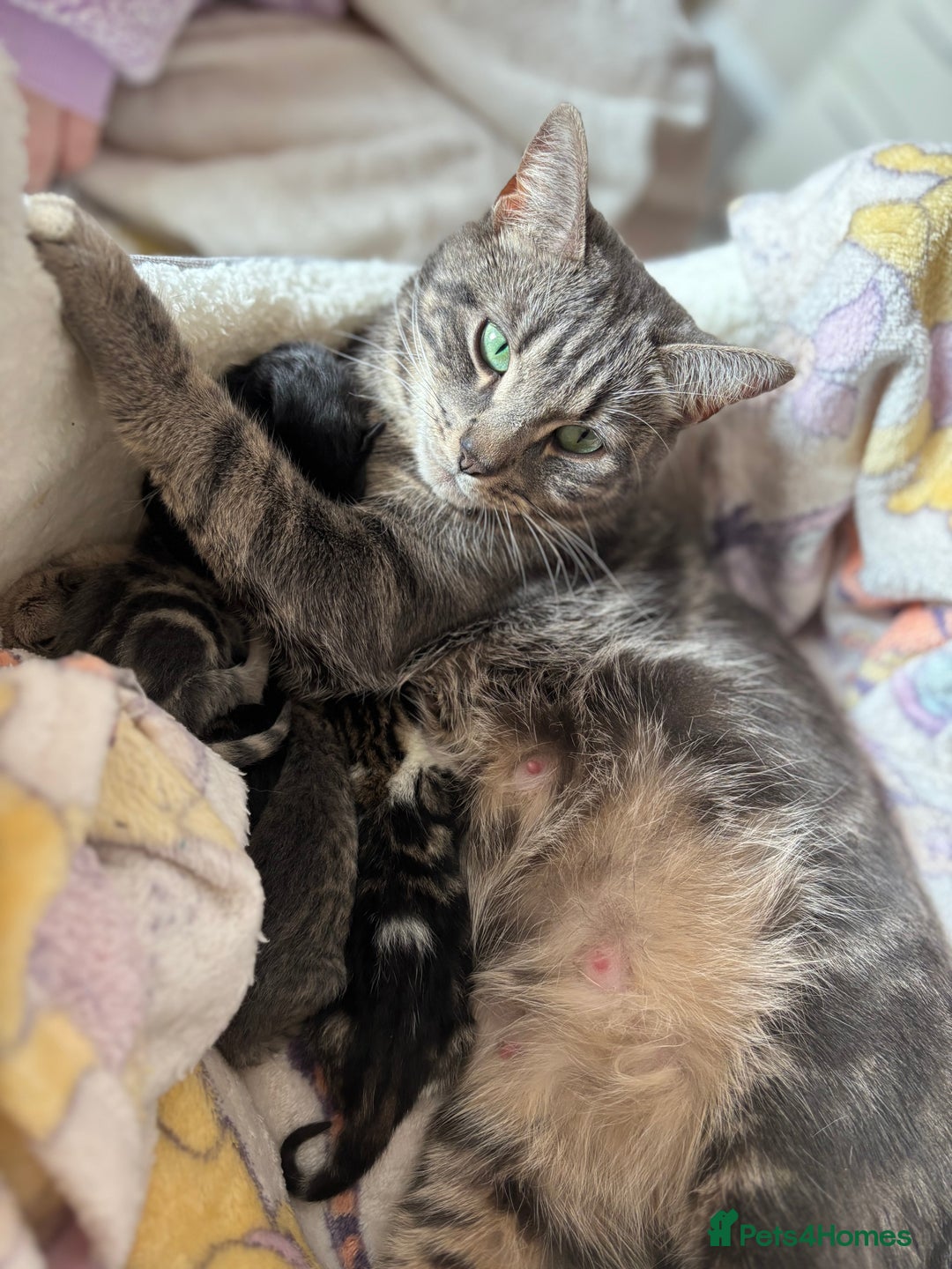 Mixed Breed cats for sale: Kittens.  - Image 3