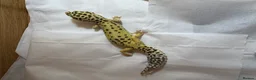 Leopard Gecko reptiles for sale: Beloved leopard gecko for sale - ASAP - Advert 3