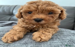 Poochon dogs for sale: 1 female red Poochon puppy  - Image 1