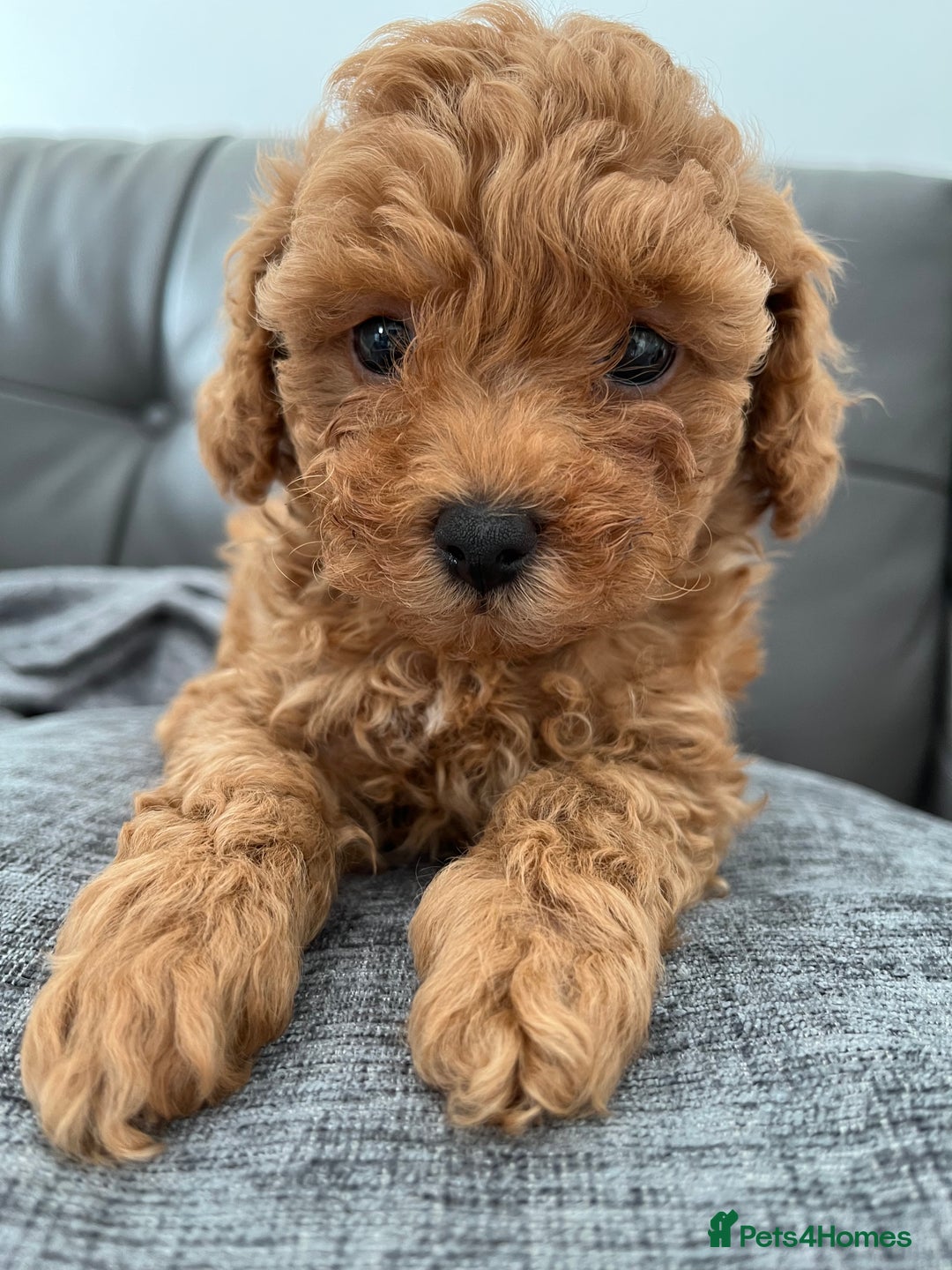 Poochon dogs for sale: 1 female red Poochon puppy  - Image 1