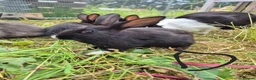 Dutch rabbits for sale: Awsome Dutch kits  - Advert 7