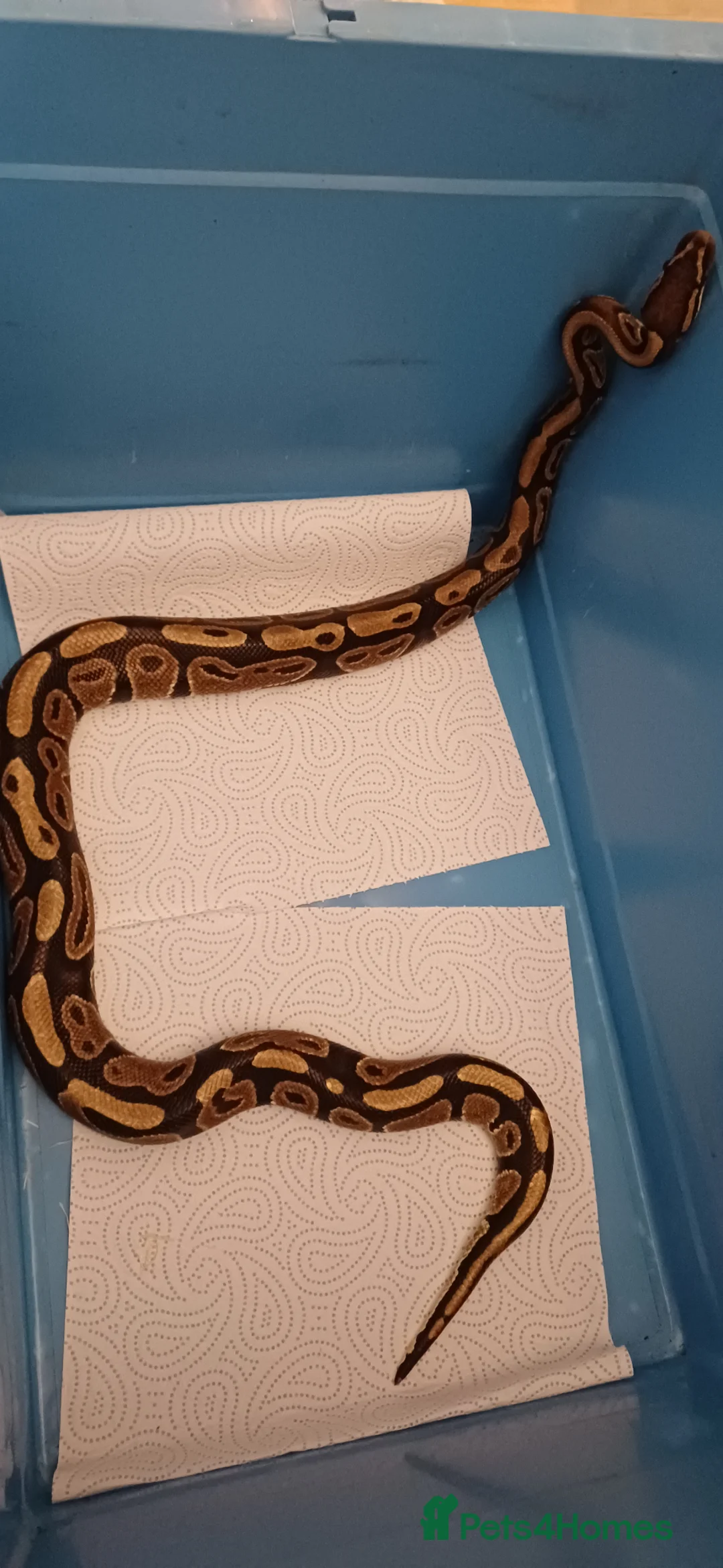 Python Snake reptiles for sale: Ball python with full set up in Leicester - Advert 2