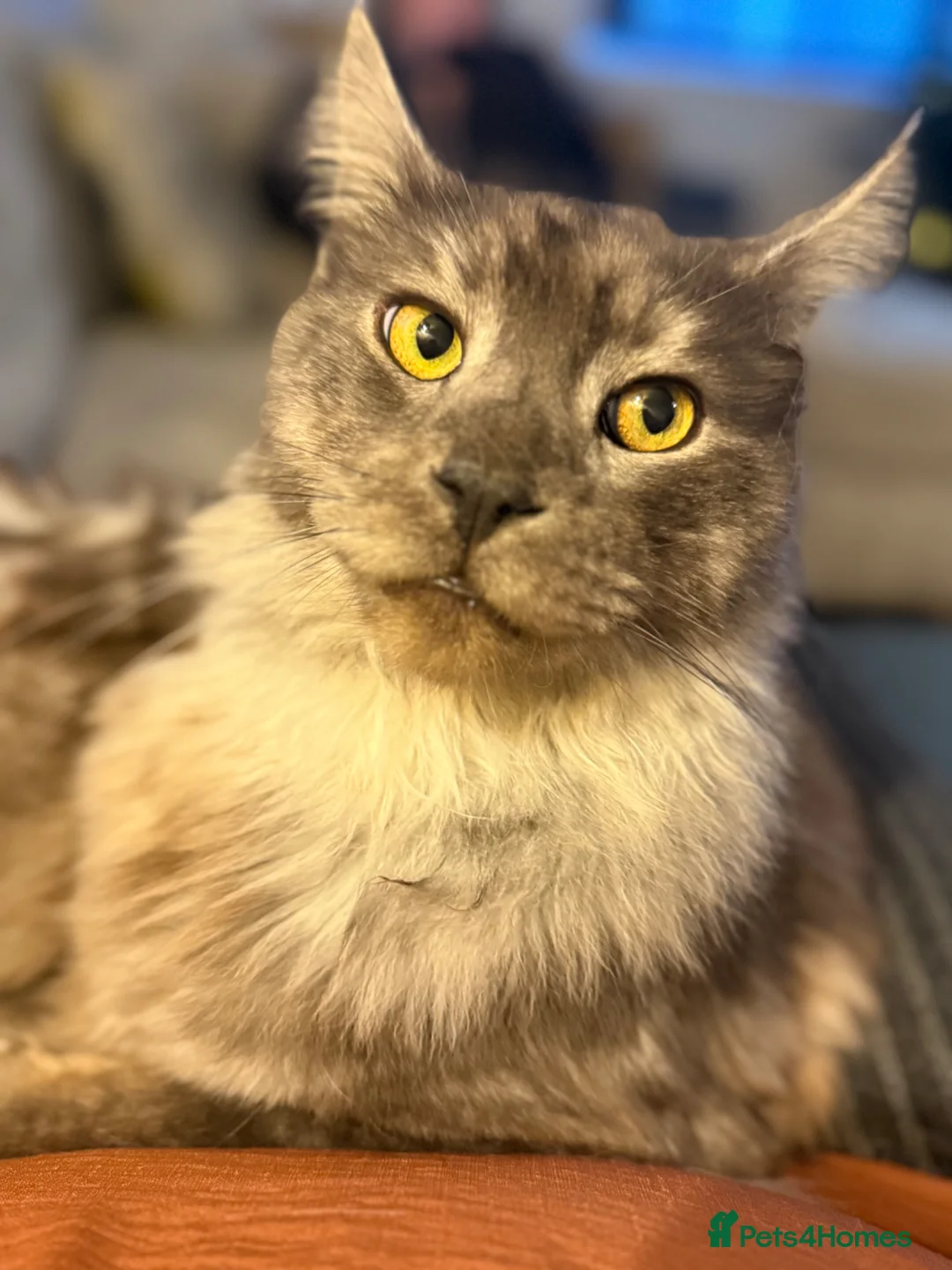 Maine Coon cats for sale: Maine Coon boy looking for forever home - Advert 6