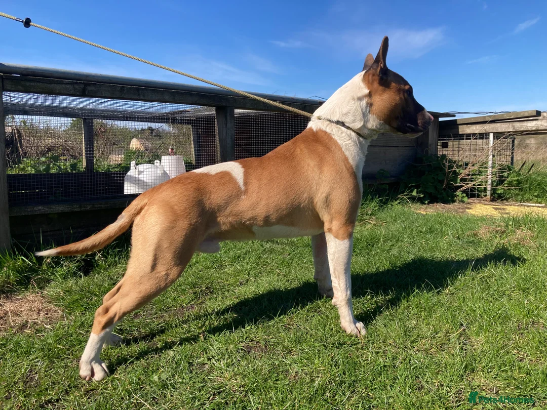 English Bull Terrier dogs for sale: English bull terrier - Advert 5