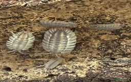 Mixed Breed invertebrates for sale: Isopods and dry goods available!  - Image 4