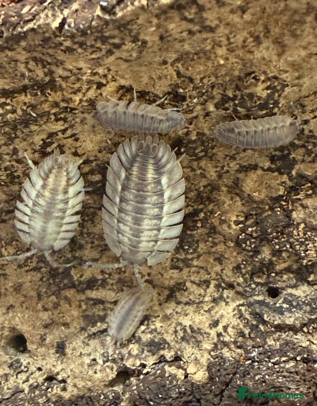 Mixed Breed invertebrates for sale: Isopods and dry goods available!  - Image 4
