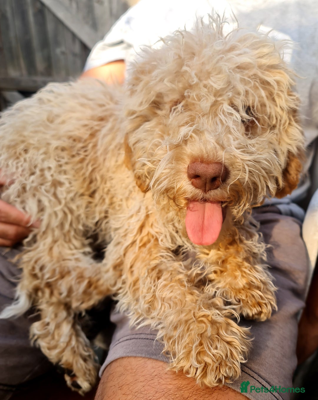 Lagotto Romagnolo dogs for sale:  ❗️Last one❗️Lagotto - The best breed ever in London - Image 39