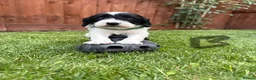 Cockapoo dogs for sale: Cockatoo puppies in Royston - Advert 6