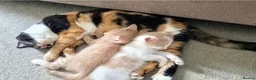Mixed Breed cats for sale: Beautiful boys - Advert 1