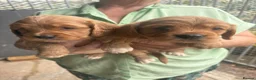 Cockalier dogs for sale: 7 beautiful red cockerlier females - Advert 4