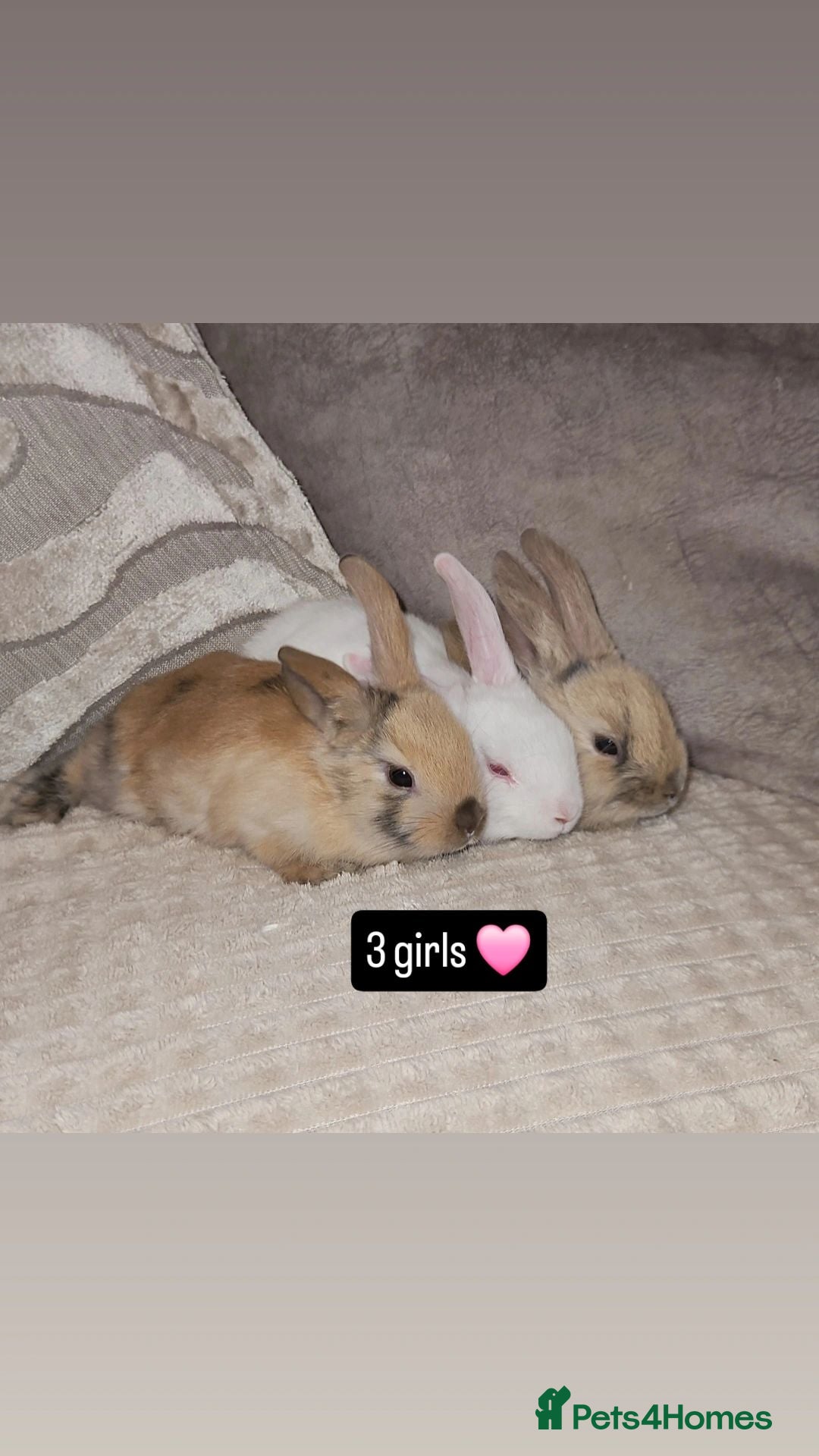 Mini Lop rabbits Baby Bunnies (Ready to leave) - Advert 1