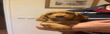 Cocker Spaniel 1
