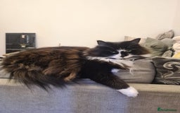 Ragdoll cats for sale: Alice and Layla Two House cats for new home - Image 7