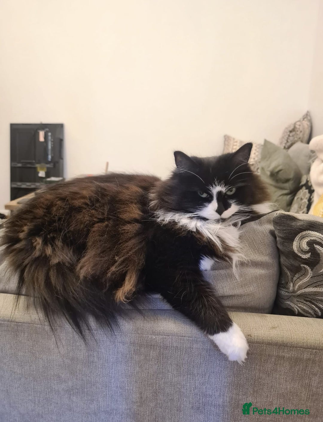 Ragdoll cats for sale: Alice and Layla Two House cats for new home - Image 7