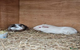 Guinea Pig rodents for sale: 3 bonded boy guinea pigs - Image 3