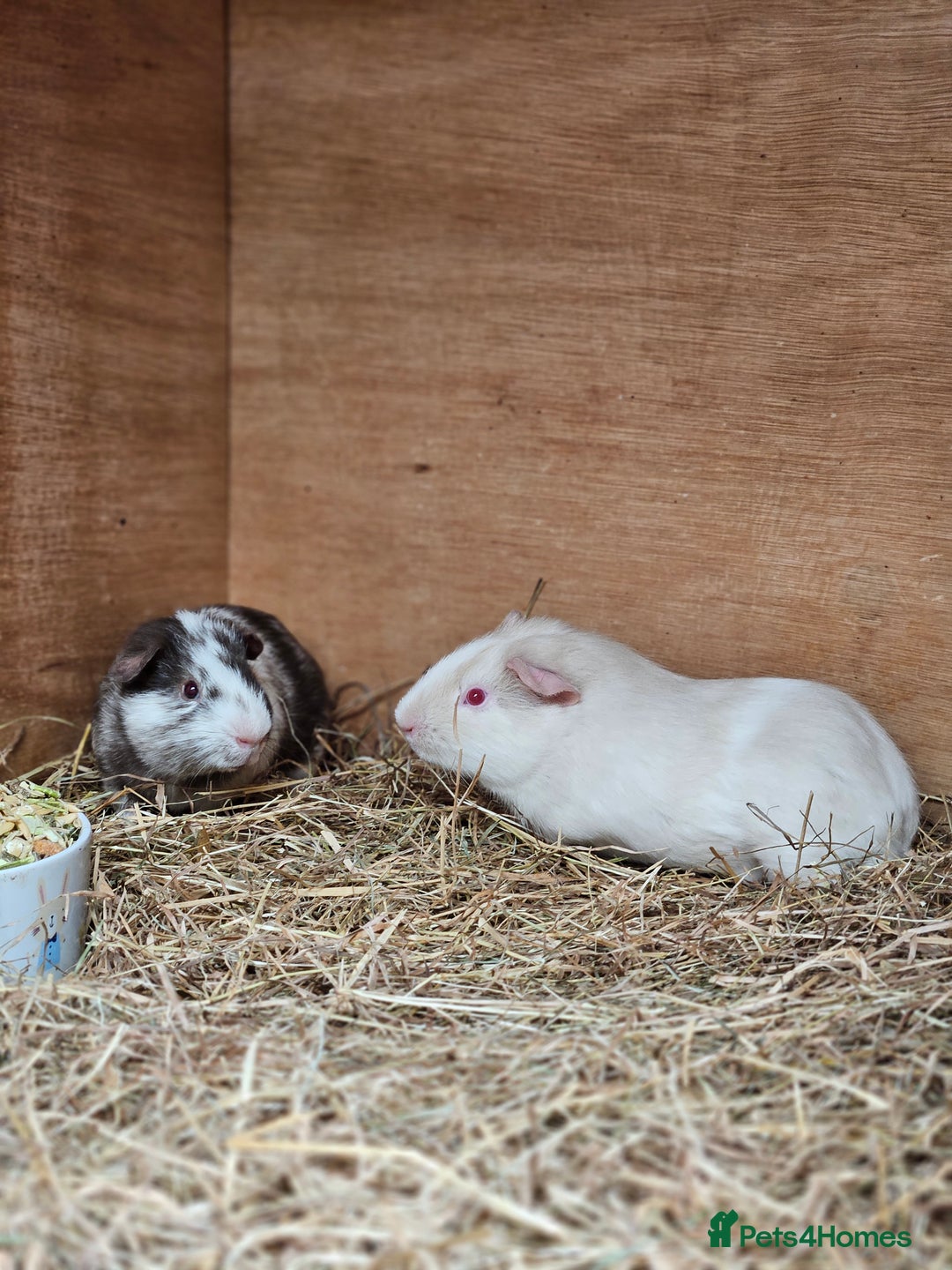 Guinea Pig rodents for sale: 3 bonded boy guinea pigs - Image 3