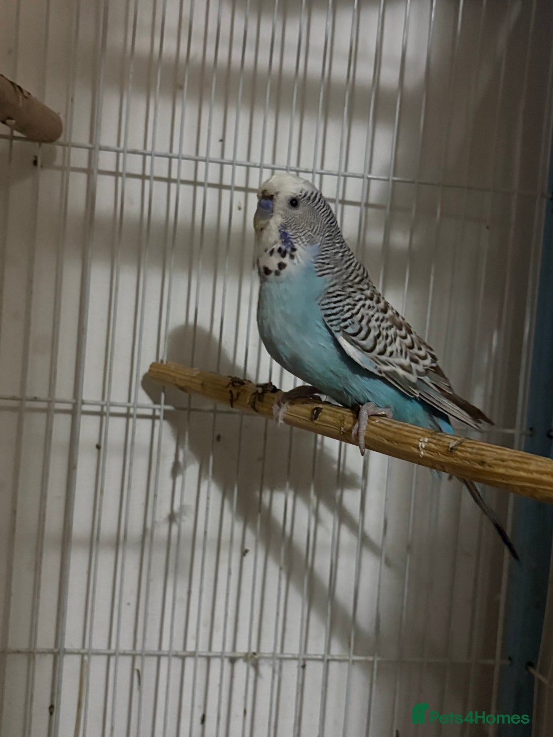 Budgerigars birds for sale: 4 x budgies for sale - Image 5