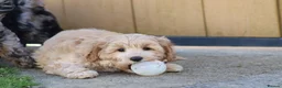 Cavapoochon dogs for sale: Beautiful Cavapoochon puppies for sale - Advert 28