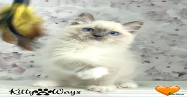 Ragdoll cats - Advert 16