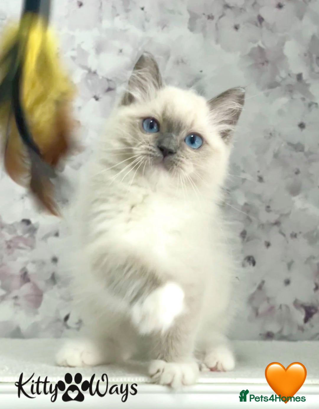 Ragdoll cats for sale: 🐾🩷*TICA REG* EU RAGDOLL KITTENS🌟 DNA CLEAR 🩵🐾 - Image 3