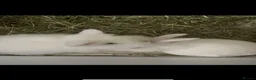 Lionhead rabbits for sale: Two Lion Head Crosses - Advert 8